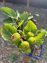 Cargar imagen en el visor de la galería, Bonsái higuera 10 años