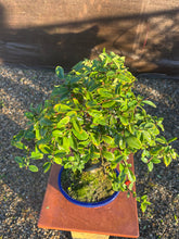 Cargar imagen en el visor de la galería, Bonsái Pyracantha 10 años