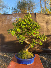 Cargar imagen en el visor de la galería, Bonsái Pyracantha 10 años