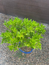 Cargar imagen en el visor de la galería, Bonsái Citrus Myrtifolia 10 años