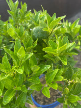 Cargar imagen en el visor de la galería, Bonsái Citrus Myrtifolia 10 años