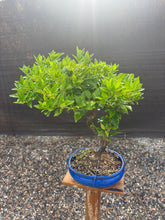 Cargar imagen en el visor de la galería, Bonsái Citrus Myrtifolia 10 años