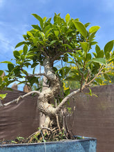 Cargar imagen en el visor de la galería, Bonsái Ficus retusa 10 años
