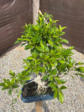 Cargar imagen en el visor de la galería, Bonsái Ficus retusa 10 años
