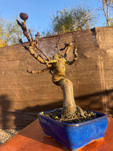 Cargar imagen en el visor de la galería, Bonsái higuera 10 años