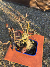 Cargar imagen en el visor de la galería, Bonsái higuera 10 años