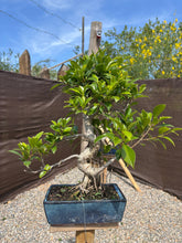 Cargar imagen en el visor de la galería, Bonsái Ficus retusa 10 años
