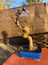 Cargar imagen en el visor de la galería, Bonsái higuera 10 años