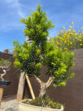 Cargar imagen en el visor de la galería, Bonsái Taxus media 10 años