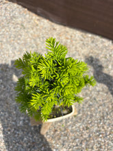 Cargar imagen en el visor de la galería, Bonsái Taxus media 10 años