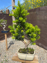 Cargar imagen en el visor de la galería, Bonsái Taxus media 10 años