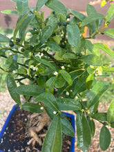 Cargar imagen en el visor de la galería, Bonsái Kinzu 10 años (Naranjo)