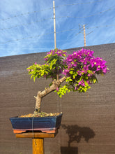 Cargar imagen en el visor de la galería, Buganvilla bonsái