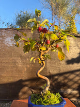 Cargar imagen en el visor de la galería, Bonsái Malus 7 años (MANZANO)