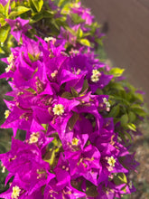 Cargar imagen en el visor de la galería, Buganvilla bonsái