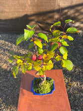 Cargar imagen en el visor de la galería, Bonsái Malus 7 años (MANZANO)
