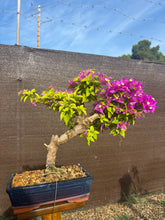 Cargar imagen en el visor de la galería, Buganvilla bonsái