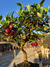 Cargar imagen en el visor de la galería, Bonsái Olea Europaea 8 años