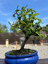 Cargar imagen en el visor de la galería, Bonsái Citrus Kinzu 10 años (Naranjo)