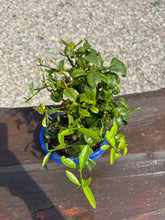 Cargar imagen en el visor de la galería, Bonsái Citrus Kinzu 10 años (Naranjo)