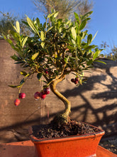 Cargar imagen en el visor de la galería, Bonsái Olea Europaea 8 años