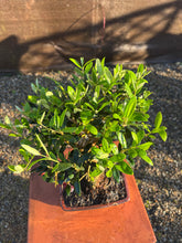 Cargar imagen en el visor de la galería, Bonsái Olea Europaea 8 años