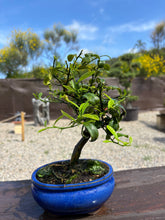 Cargar imagen en el visor de la galería, Bonsái Citrus Kinzu 10 años (Naranjo)