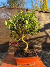 Cargar imagen en el visor de la galería, Bonsái Olea Europaea 8 años