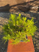 Cargar imagen en el visor de la galería, Pinus halepensis 9 años