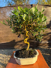 Cargar imagen en el visor de la galería, Bonsái Olivo 9 años