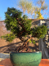 Cargar imagen en el visor de la galería, Juniperus Chinensis 10 años