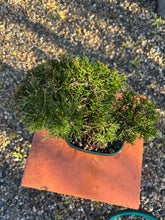 Cargar imagen en el visor de la galería, Juniperus Chinensis 10 años