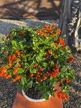 Cargar imagen en el visor de la galería, Bonsái Pyracantha 10 años