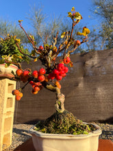 Cargar imagen en el visor de la galería, Manzano 10 años (Malus)