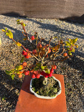 Cargar imagen en el visor de la galería, Manzano 10 años (Malus)