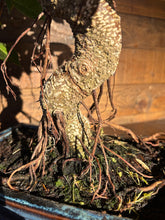 Cargar imagen en el visor de la galería, Bonsái Ficus Retusa 10 años