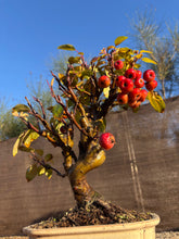 Cargar imagen en el visor de la galería, Bonsái Malus 10 años (MANZANO)