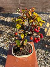 Cargar imagen en el visor de la galería, Bonsái Malus 10 años (MANZANO)