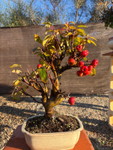 Cargar imagen en el visor de la galería, Bonsái Malus 10 años (MANZANO)