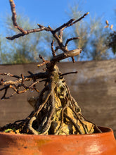 Cargar imagen en el visor de la galería, HIGUERA SOBRE ROCA