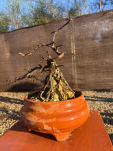 Cargar imagen en el visor de la galería, HIGUERA SOBRE ROCA