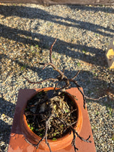 Cargar imagen en el visor de la galería, HIGUERA SOBRE ROCA