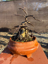 Cargar imagen en el visor de la galería, HIGUERA SOBRE ROCA