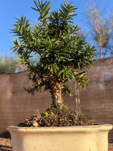 Cargar imagen en el visor de la galería, Bonsái Taxus media 10 años