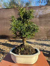Cargar imagen en el visor de la galería, Bonsái Taxus media 10 años