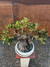 Cargar imagen en el visor de la galería, Bonsái Olea Europaea (OLIVO)