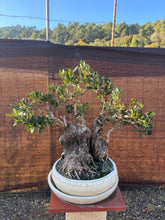 Cargar imagen en el visor de la galería, Bonsái Olea Europaea (OLIVO)