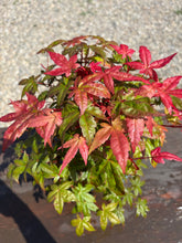 Cargar imagen en el visor de la galería, Bonsái Acer Palmatum Deshojo 10 años
