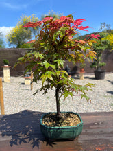 Cargar imagen en el visor de la galería, Bonsái Acer Palmatum Deshojo 10 años