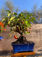Cargar imagen en el visor de la galería, Bonsái Malus 12 años (MANZANO)